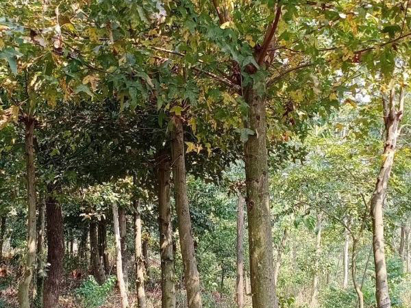 移植園林苗木時該怎么對樹皮做保護